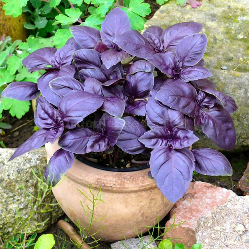 1000 Purple Basil Seeds Jonyparkseed®