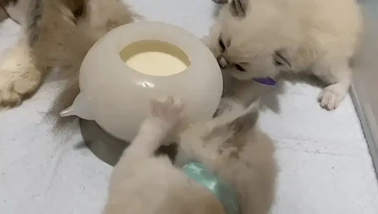 Portable Pet Milk Feeding Bowl