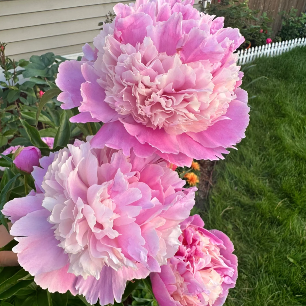 🌺PEONY FLOWER SEEDS