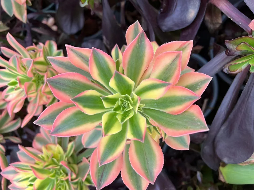 plant Aeonium Echeveria Haworthia  Caudex  Lithops Cactus  Agave 