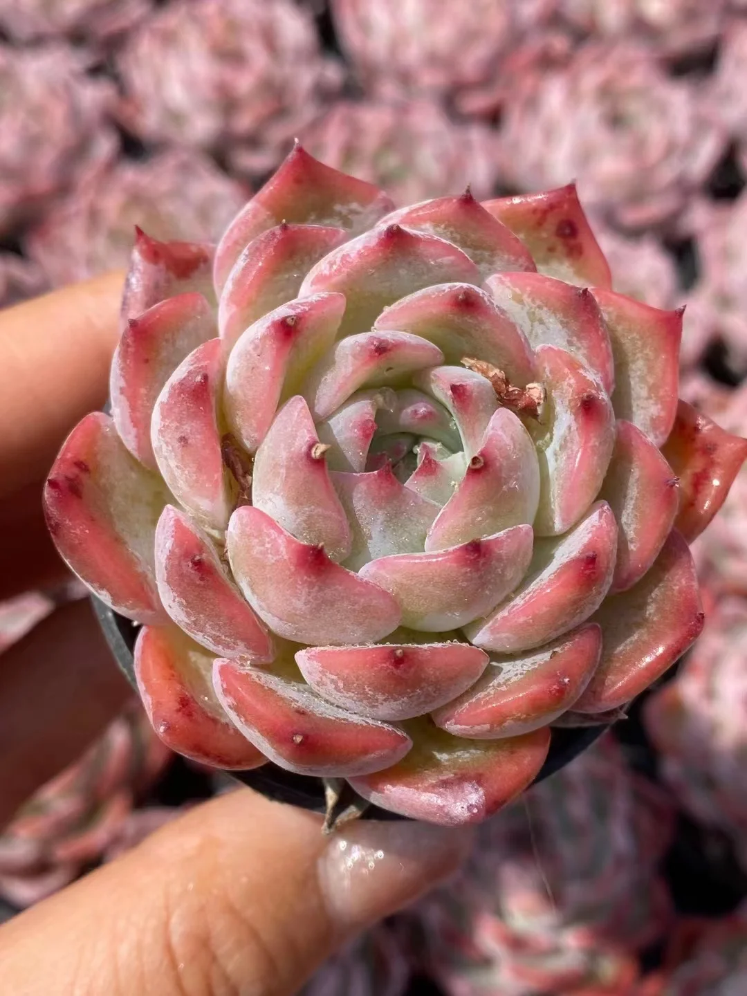 468.Echeveria Caroline . single head 5-6cm/ Echeveria / Succulent plants / Garden landscape / Carefully select healthy plants