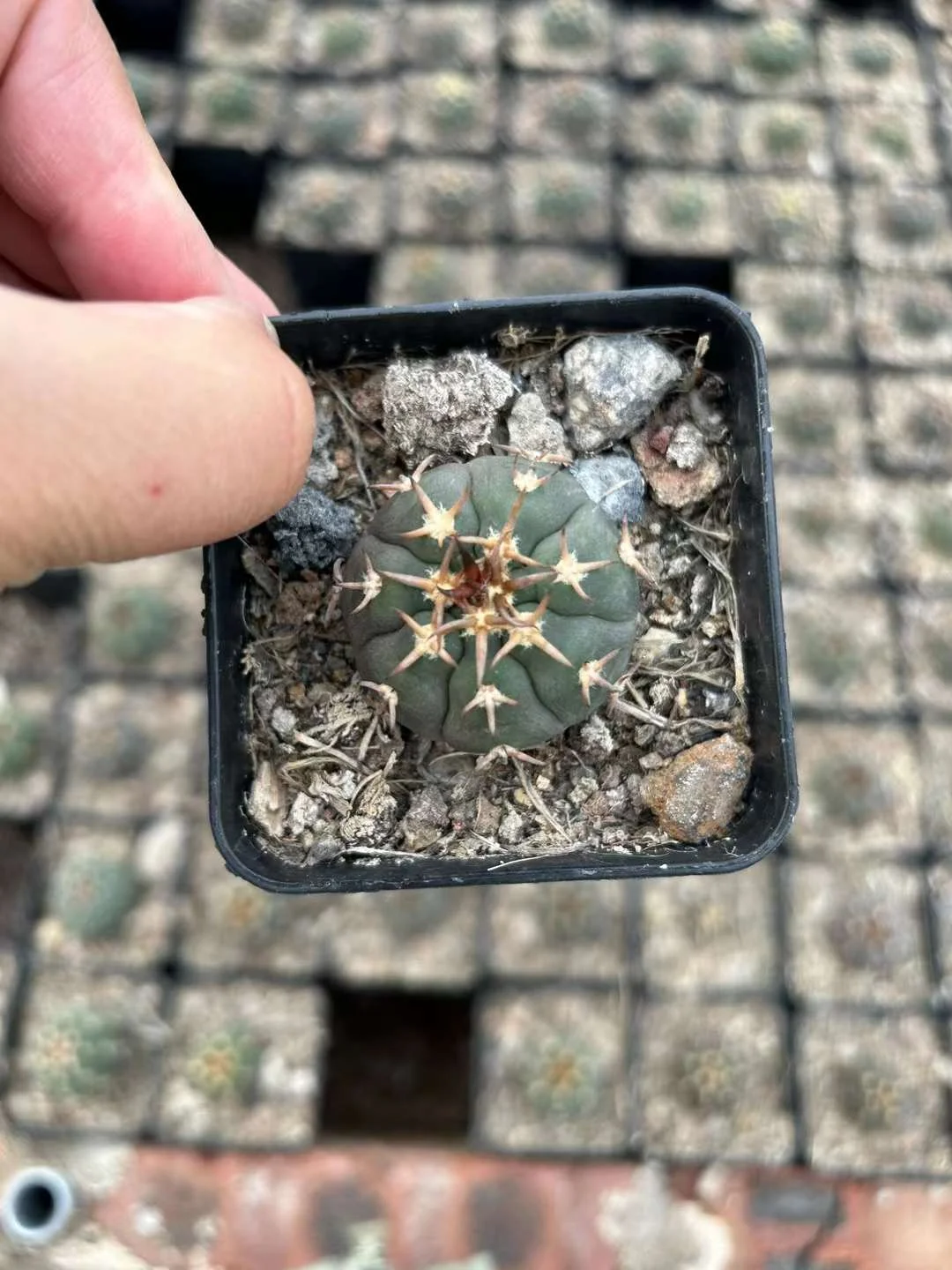 plant Aeonium Echeveria Haworthia  Caudex  Lithops Cactus  Agave 