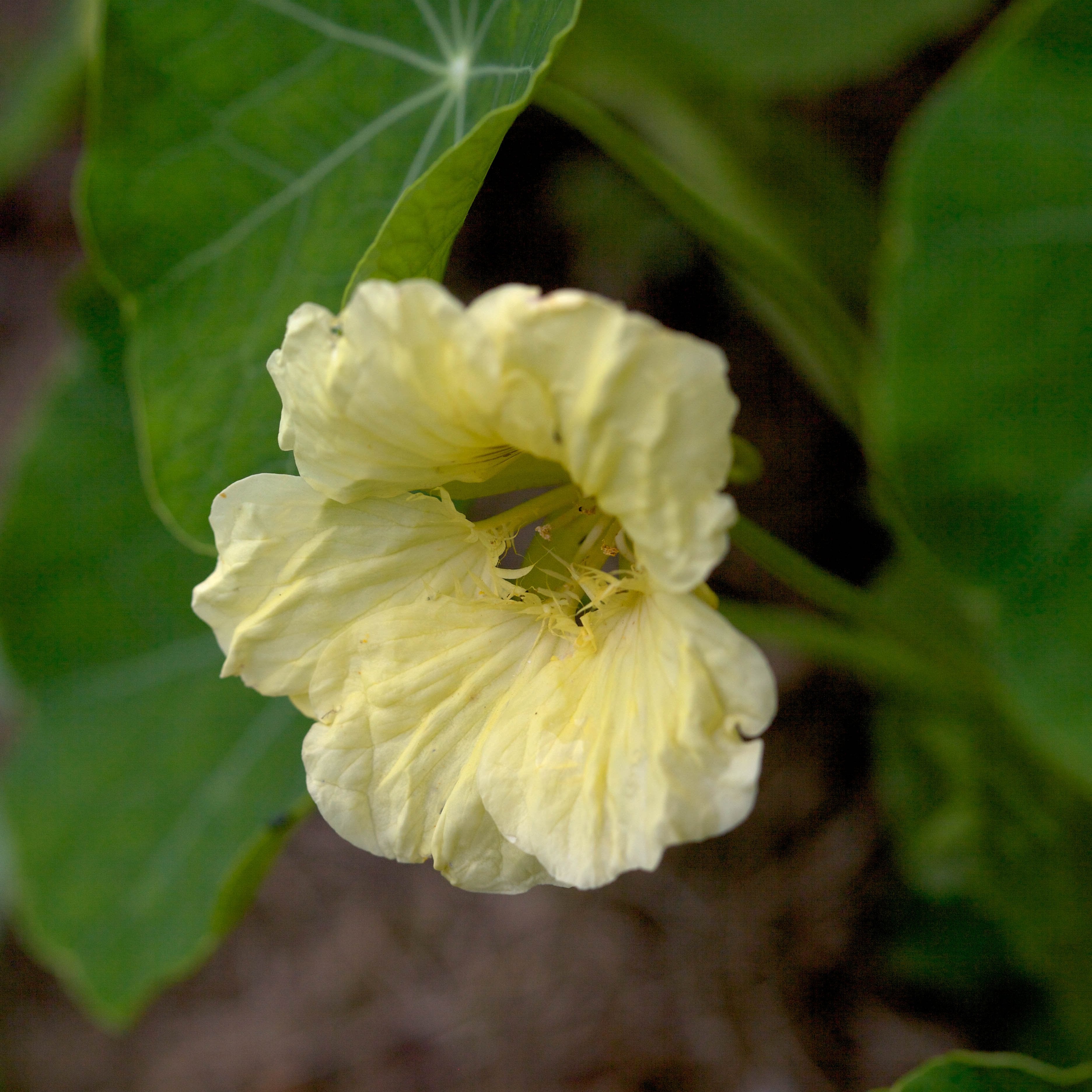 Nasturtium Milkmaid Flower | X 15 Seeds