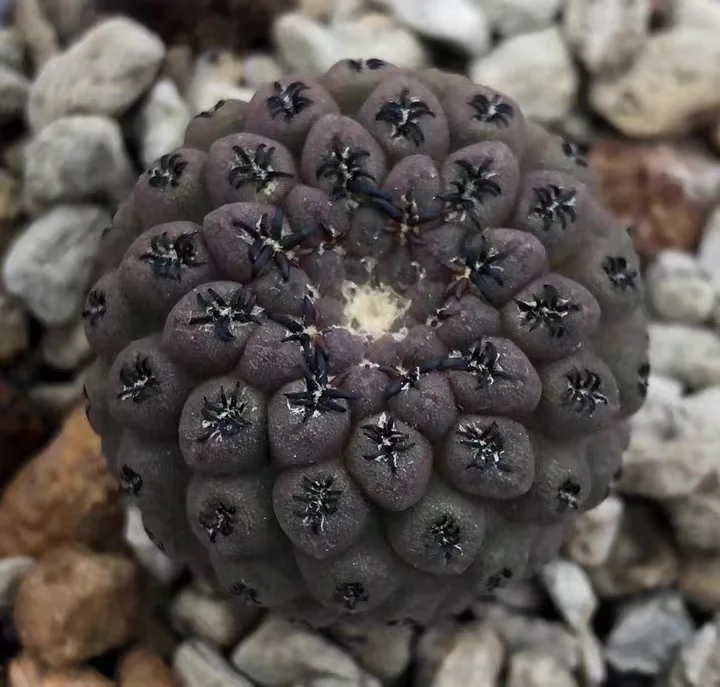 plant Aeonium Echeveria Haworthia  Caudex  Lithops Cactus  Agave 