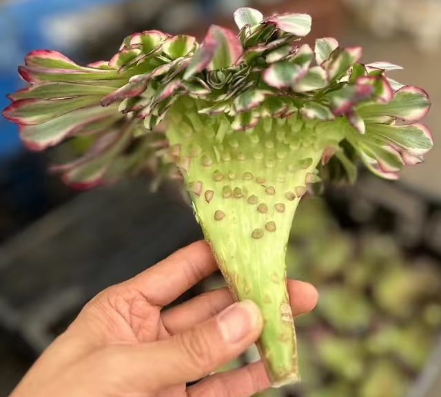 plant Aeonium Echeveria Haworthia  Caudex  Lithops Cactus  Agave 