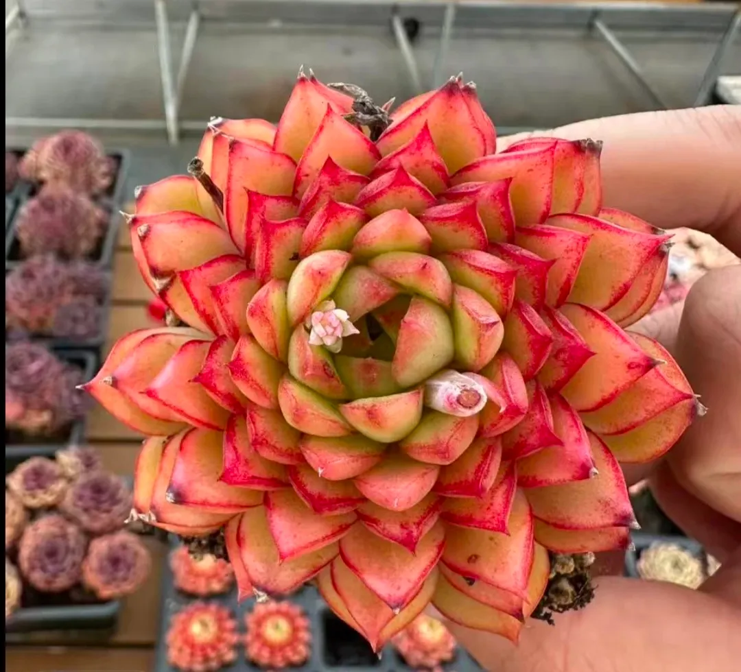 plant Aeonium Echeveria Haworthia  Caudex  Lithops Cactus  Agave 
