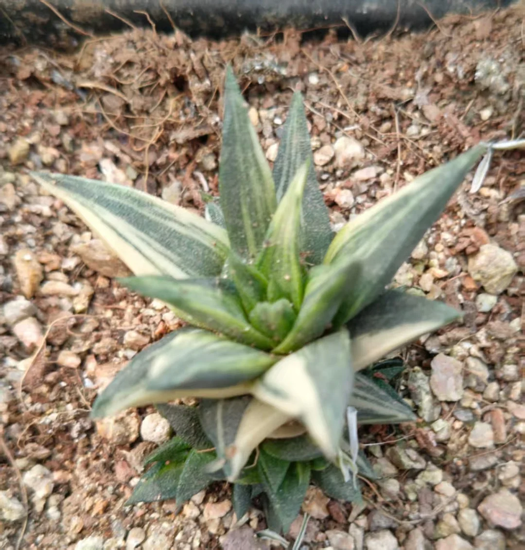 onestock.Haworthia Tortuosa F Alba Variegated  4cm/ Haworthia/ Succulent plants / Garden landscape / Carefully select healthy plants