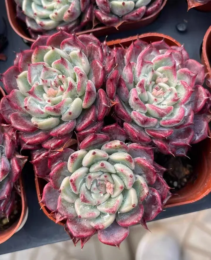  210. Sara Himebotan  cluster  5- 6cm 3 heads/ Echeveria / Succulent plants / Garden landscape / Carefully select healthy plants