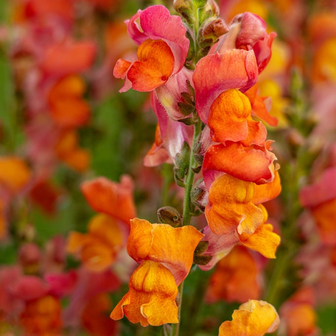 Snapdragon Potomac Dark Orange Flower | X 50 Seeds