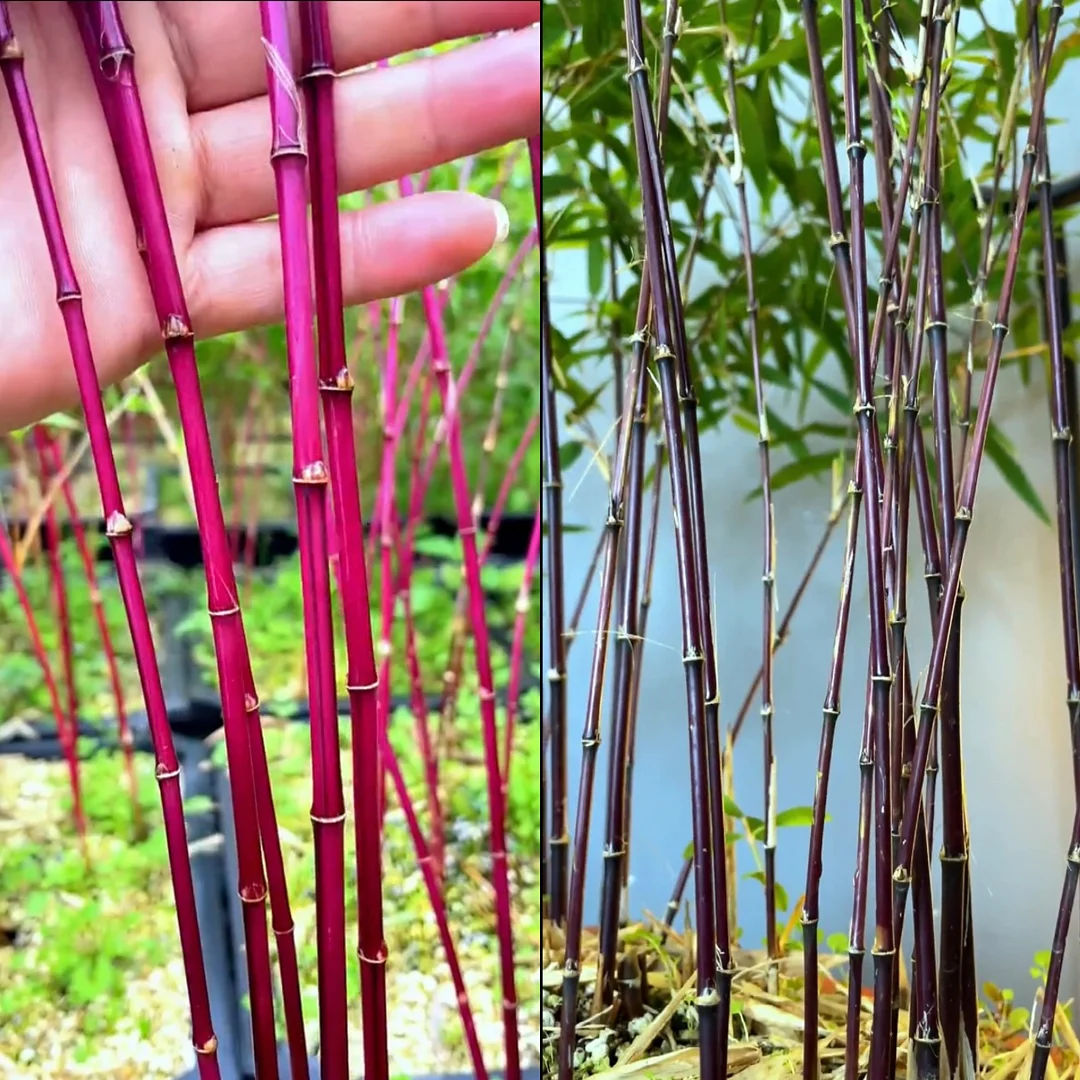 Rare Purple Cold Bamboo