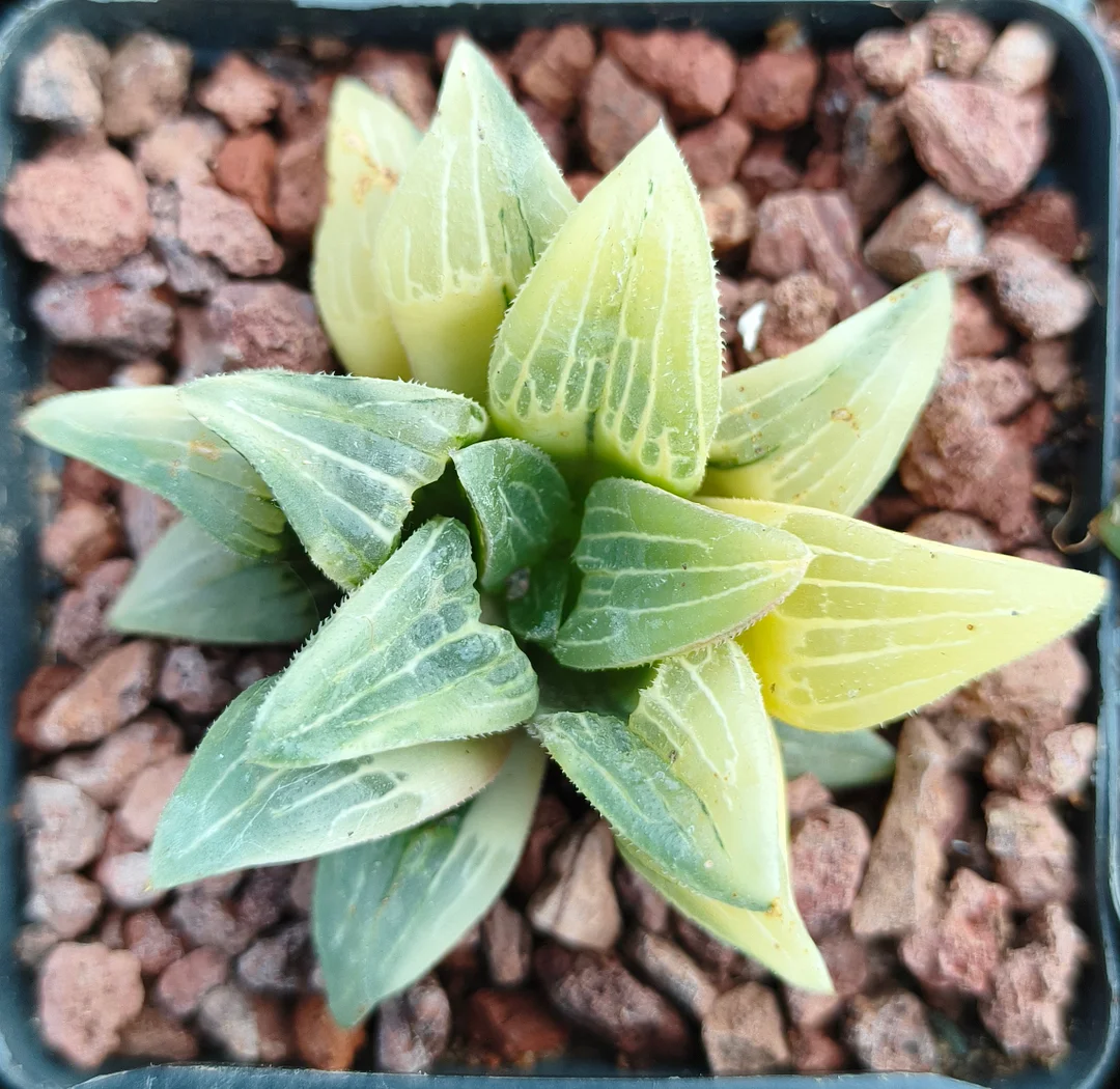 plant Aeonium Echeveria Haworthia  Caudex  Lithops Cactus  Agave 