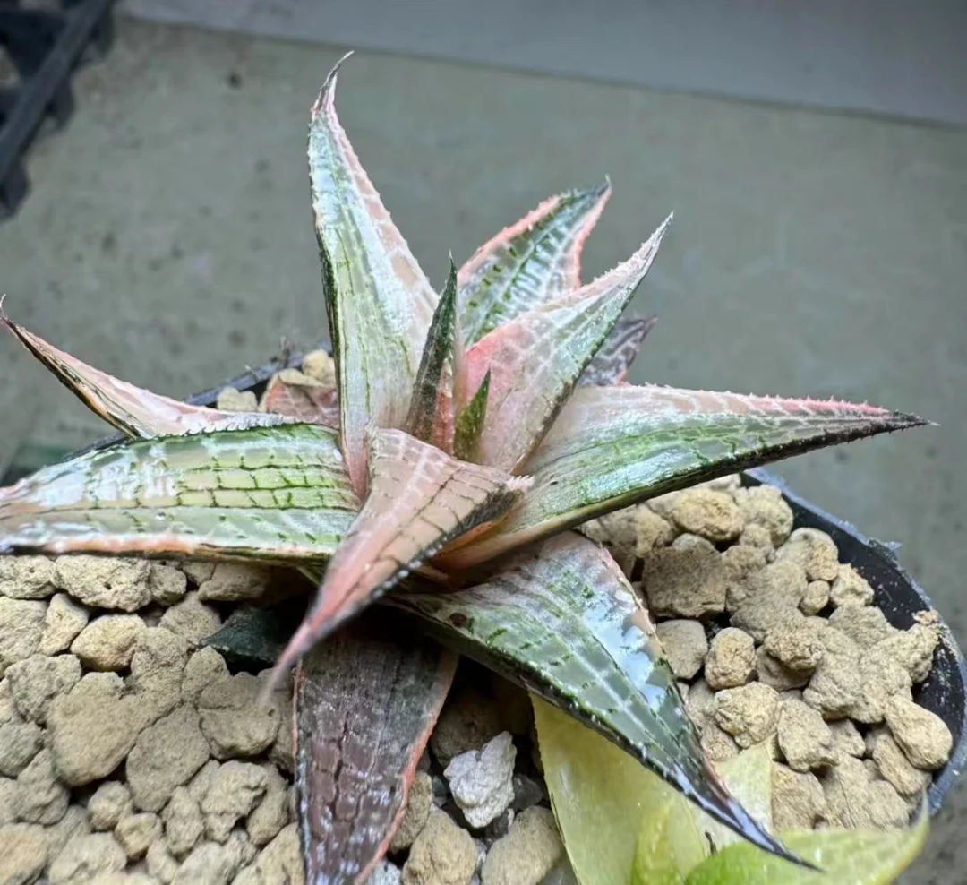 plant Aeonium Echeveria Haworthia  Caudex  Lithops Cactus  Agave 