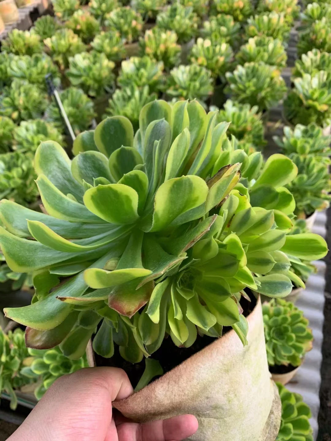 plant Aeonium Echeveria Haworthia  Caudex  Lithops Cactus  Agave 