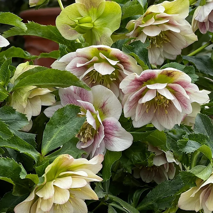 Helleborus Christmas Rose🌟Flower Seeds