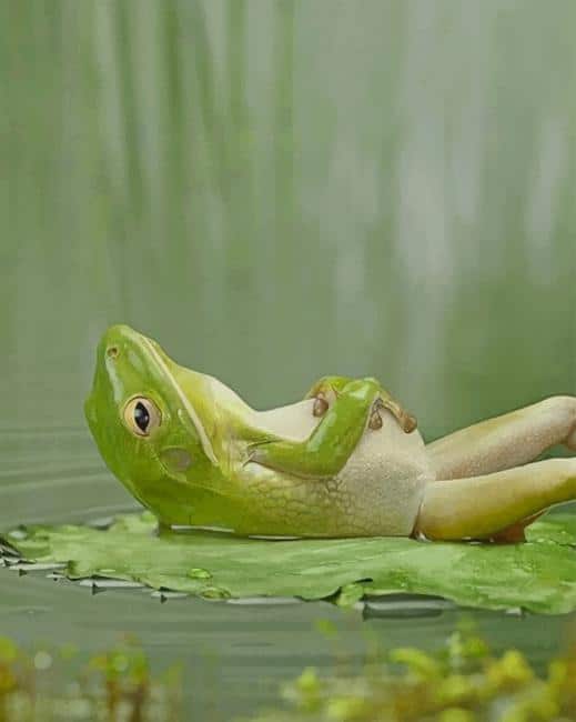

Frog Laying On A Lily Pad – Paint By Numbers - 40*50CM, 501 Original