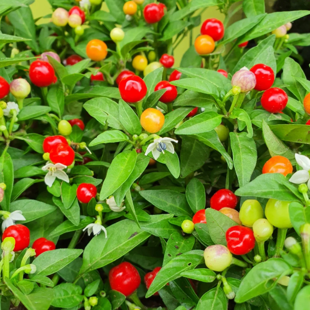 🌶️Non-GMO Organic Colorful Pepper Seeds