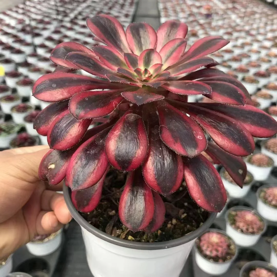 plant Aeonium Echeveria Haworthia  Caudex  Lithops Cactus  Agave 