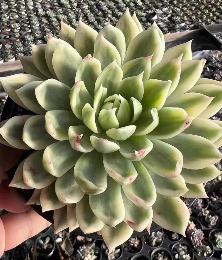 plant Aeonium Echeveria Haworthia  Caudex  Lithops Cactus  Agave 