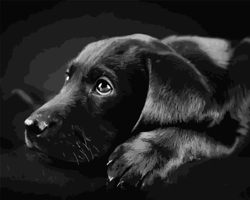 

Black Labrador Retriever Dog – Paint By Numbers - 40*50CM, 501 Original