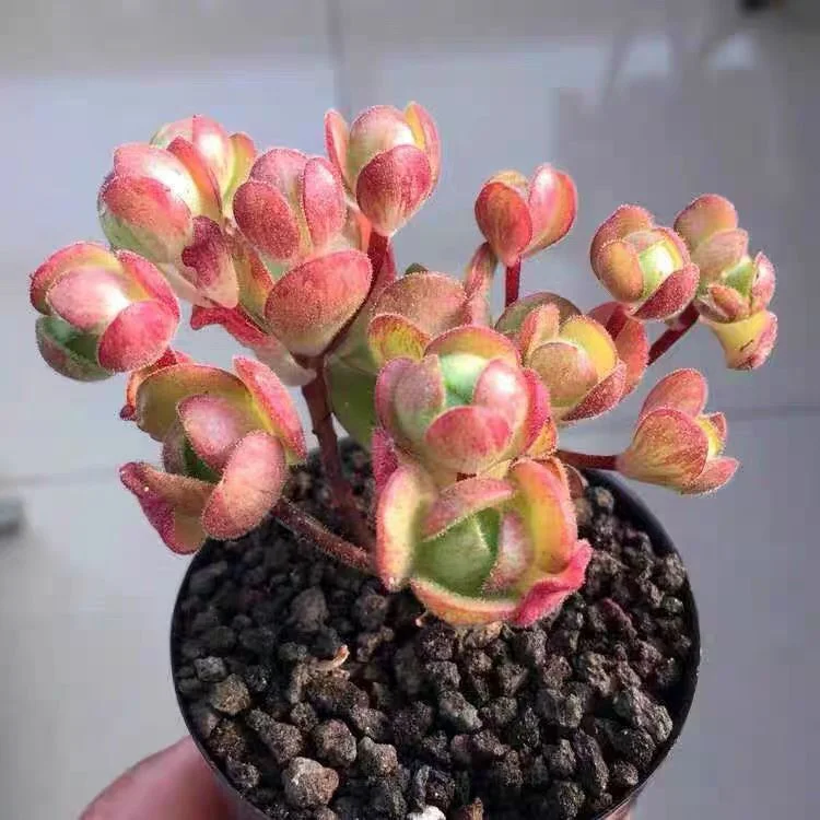 plant Aeonium Echeveria Haworthia  Caudex  Lithops Cactus  Agave 