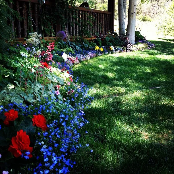 The Enchanted Garden - Over 50 Varieties Mixed Perennial Seeds