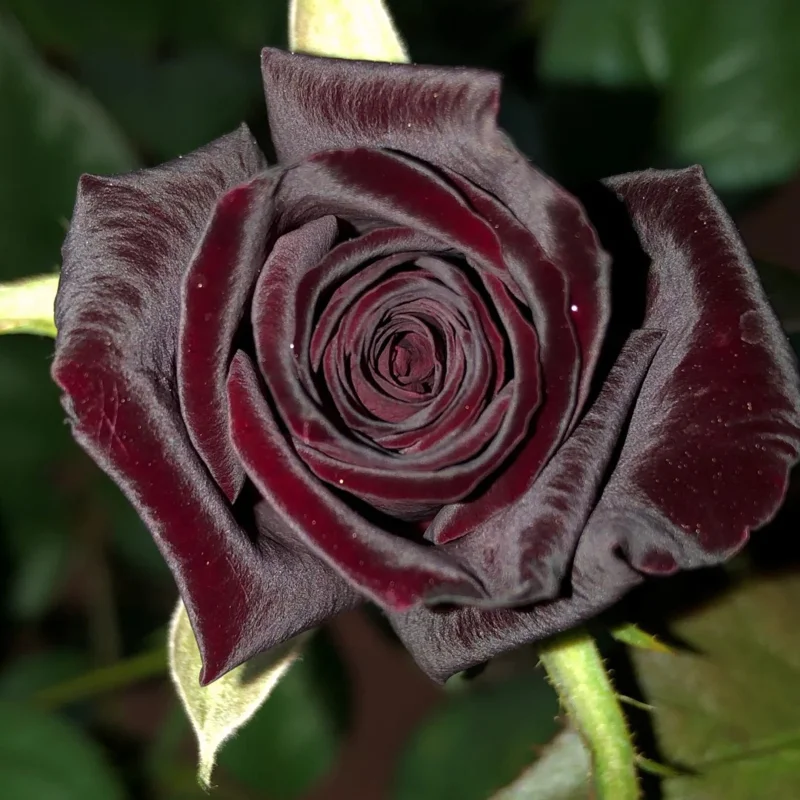 Lace black rose