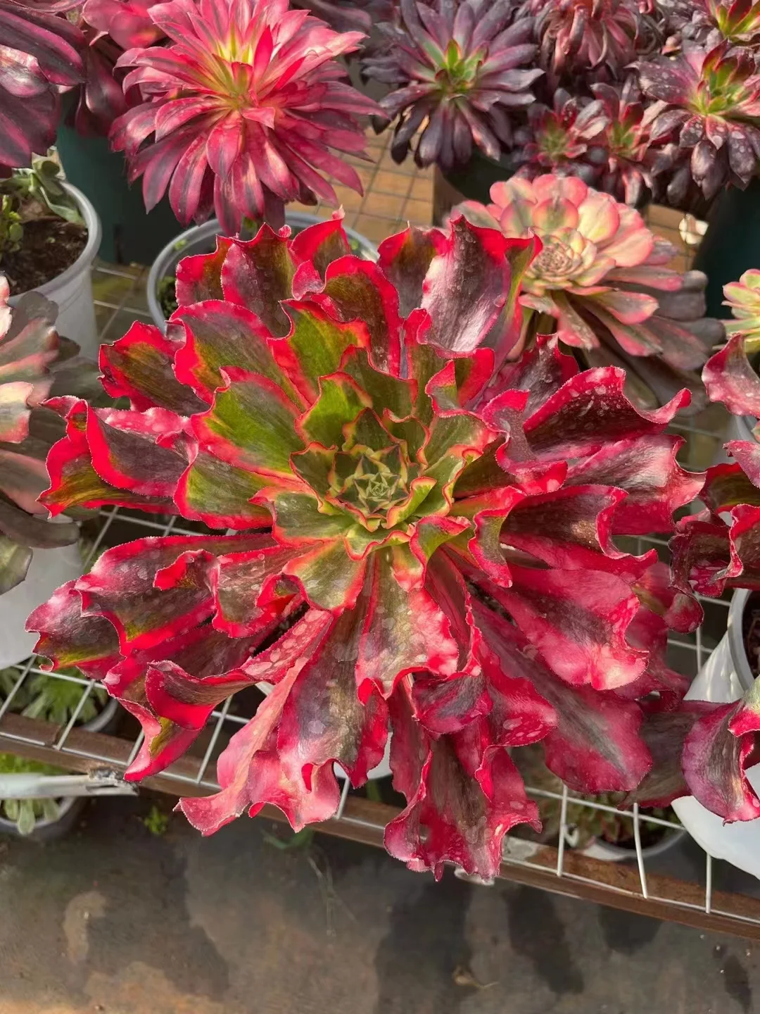 339.  Phantom  single head and cutting/ Aeonium plants / Garden landscape / Carefully select healthy plants