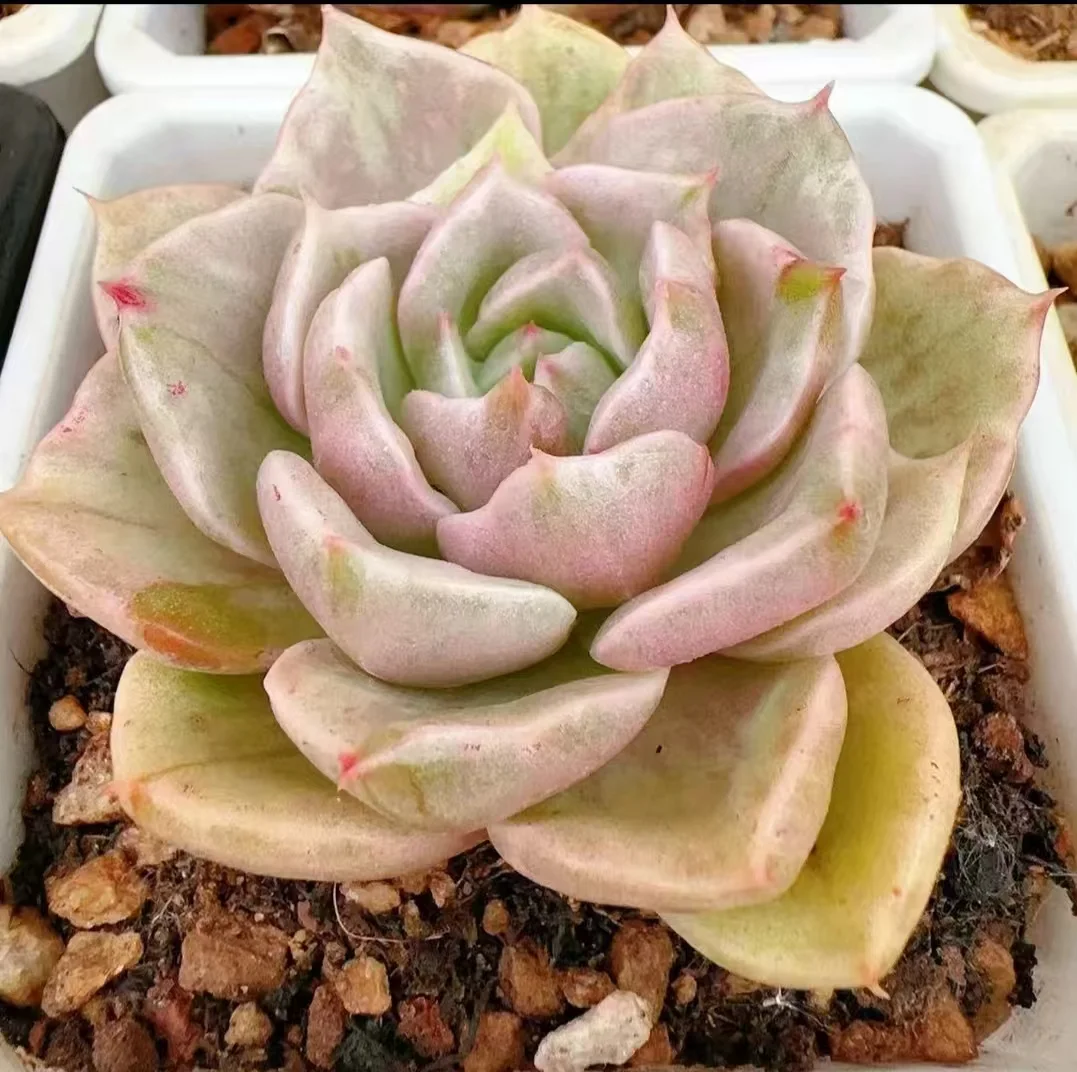 plant Aeonium Echeveria Haworthia  Caudex  Lithops Cactus  Agave 