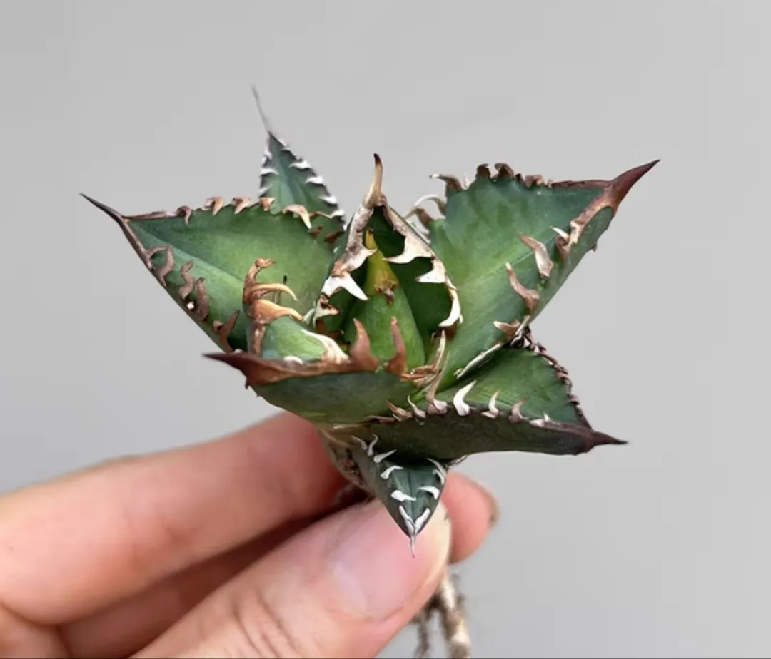 plant Aeonium Echeveria Haworthia  Caudex  Lithops Cactus  Agave 
