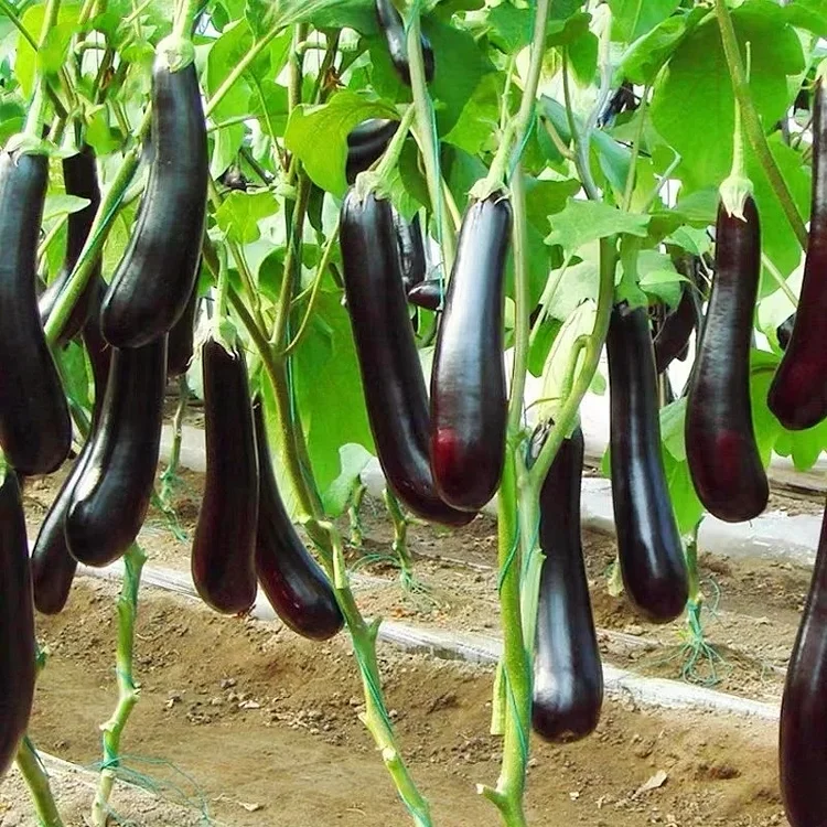 Special offers🍆Purple Black Long Eggplants Seeds
