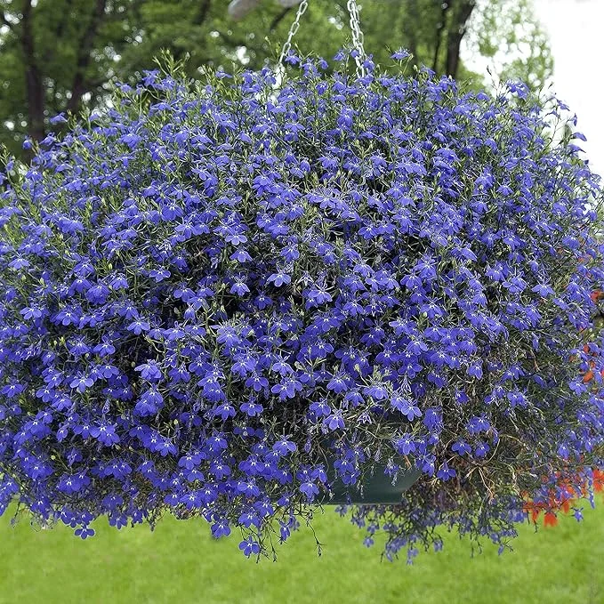 Lobelia Seeds - Blue Carpet