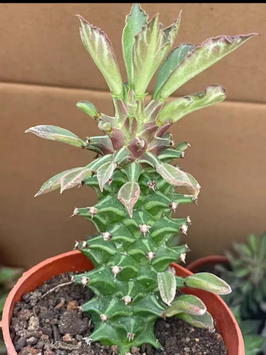 plant Aeonium Echeveria Haworthia  Caudex  Lithops Cactus  Agave 