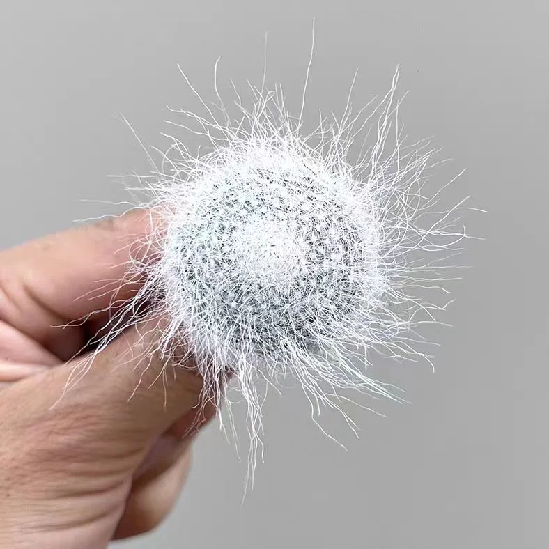 plant Aeonium Echeveria Haworthia  Caudex  Lithops Cactus  Agave 