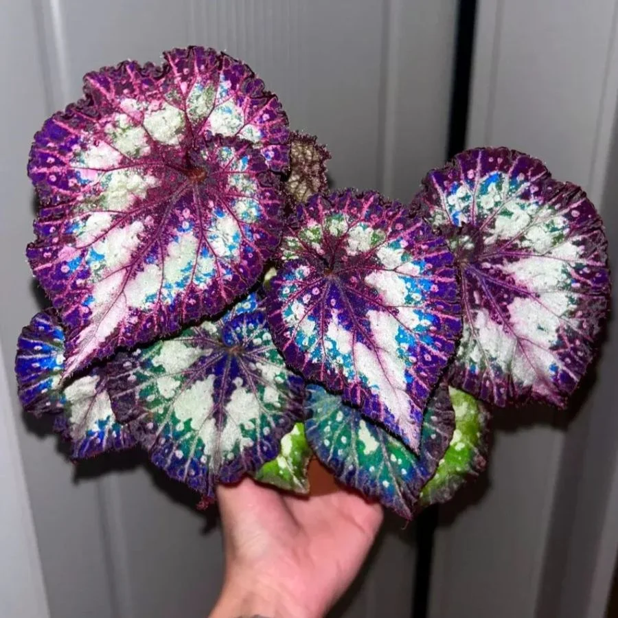 Mardi Gras Begonia Seeds