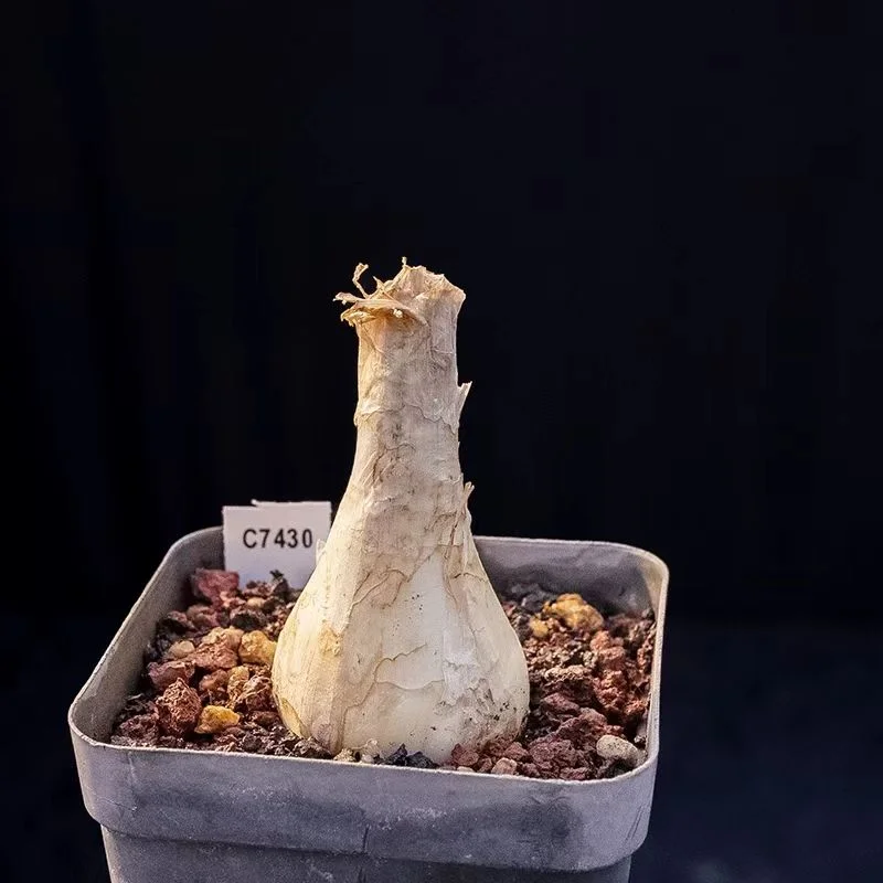 plant Aeonium Echeveria Haworthia  Caudex  Lithops Cactus  Agave 