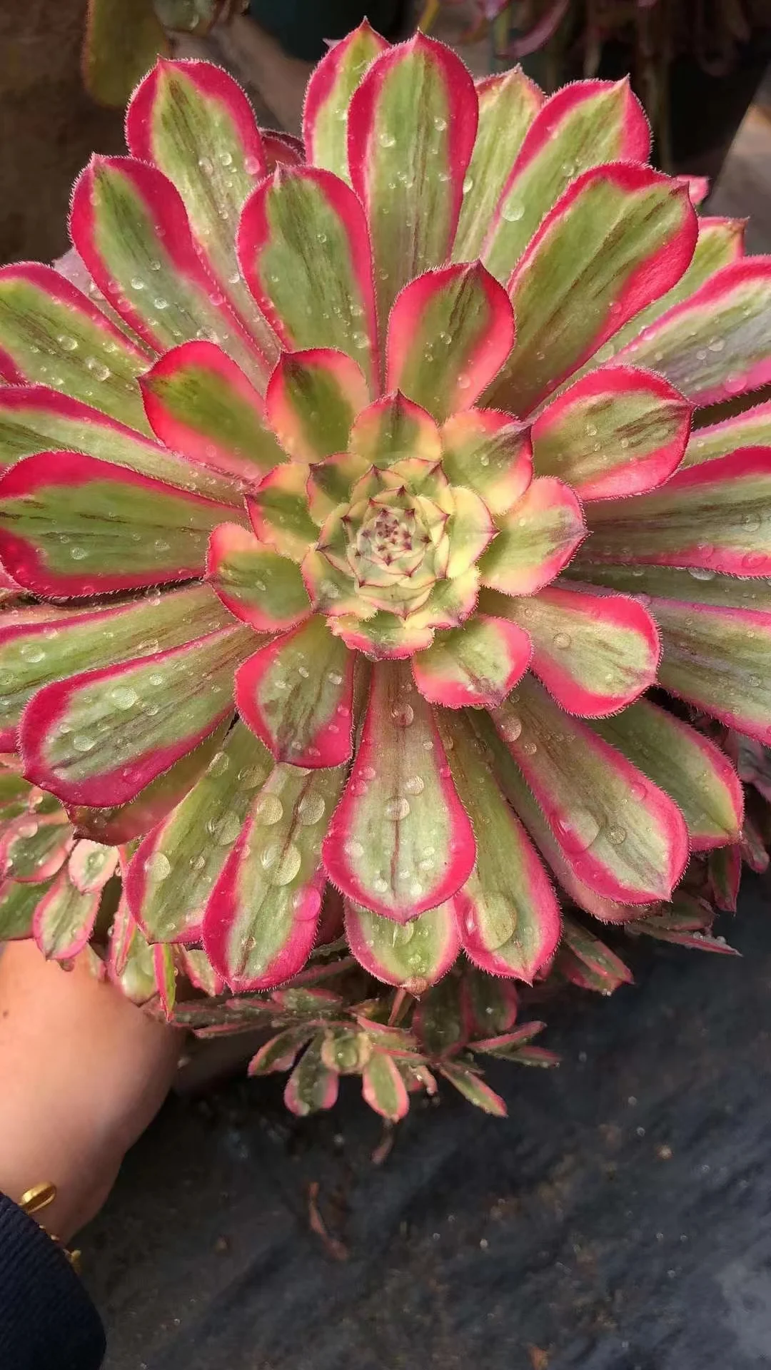 183.Pink  clouds single head and cutting/ Aeonium / Succulent plants  / Garden landscape / Carefully select healthy plants