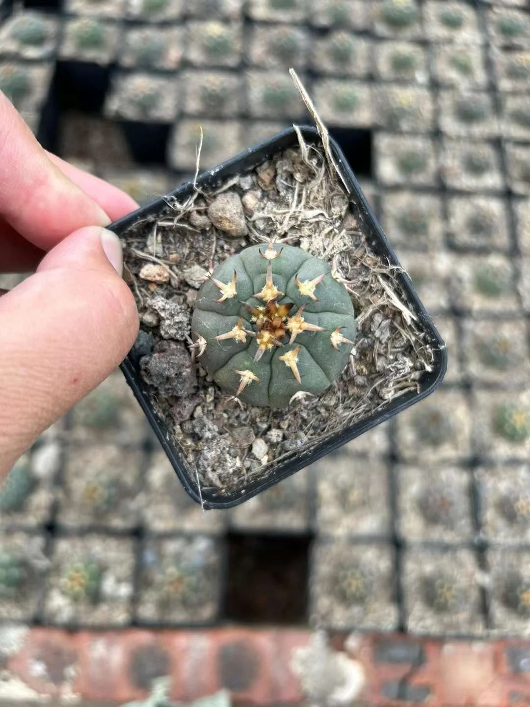 plant Aeonium Echeveria Haworthia  Caudex  Lithops Cactus  Agave 