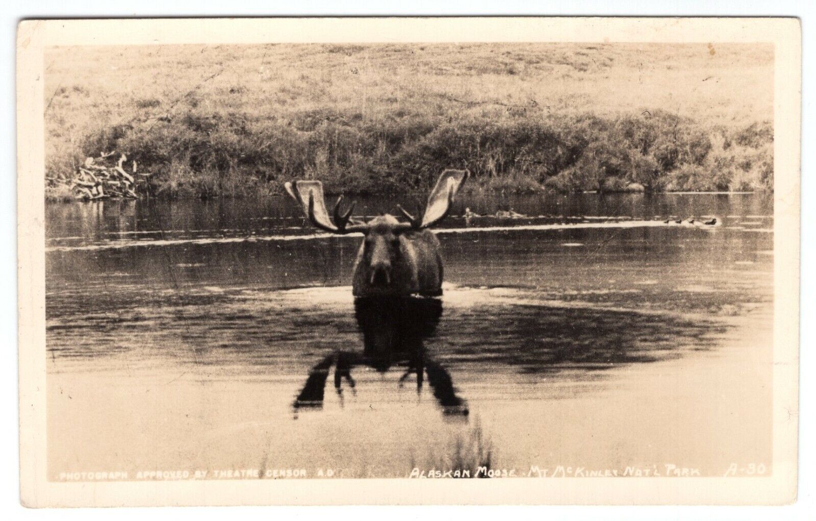 Alaskan Moose McKinley National Park Real Photo Poster painting RPPC Postcard