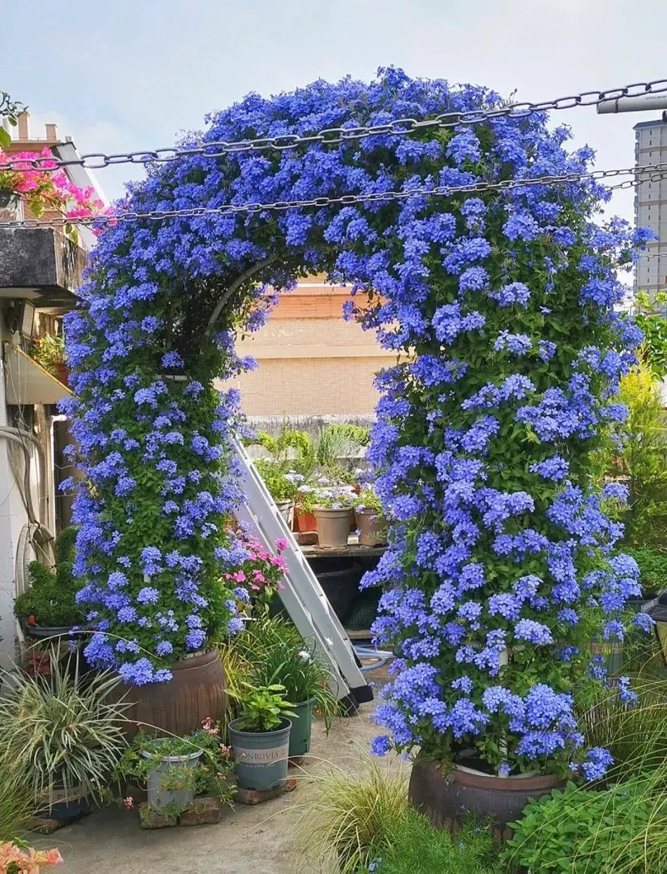 Blue Plumbago Flower Seeds - Blue Gem in the Garden