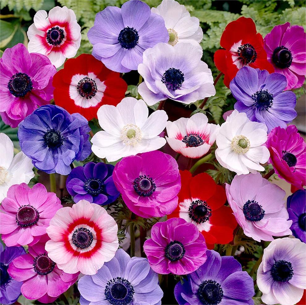 Anemone Seeds🌺 - Mixed Colors of Pink, Purple, White, Fuchsia and Red Jonyparkseed®