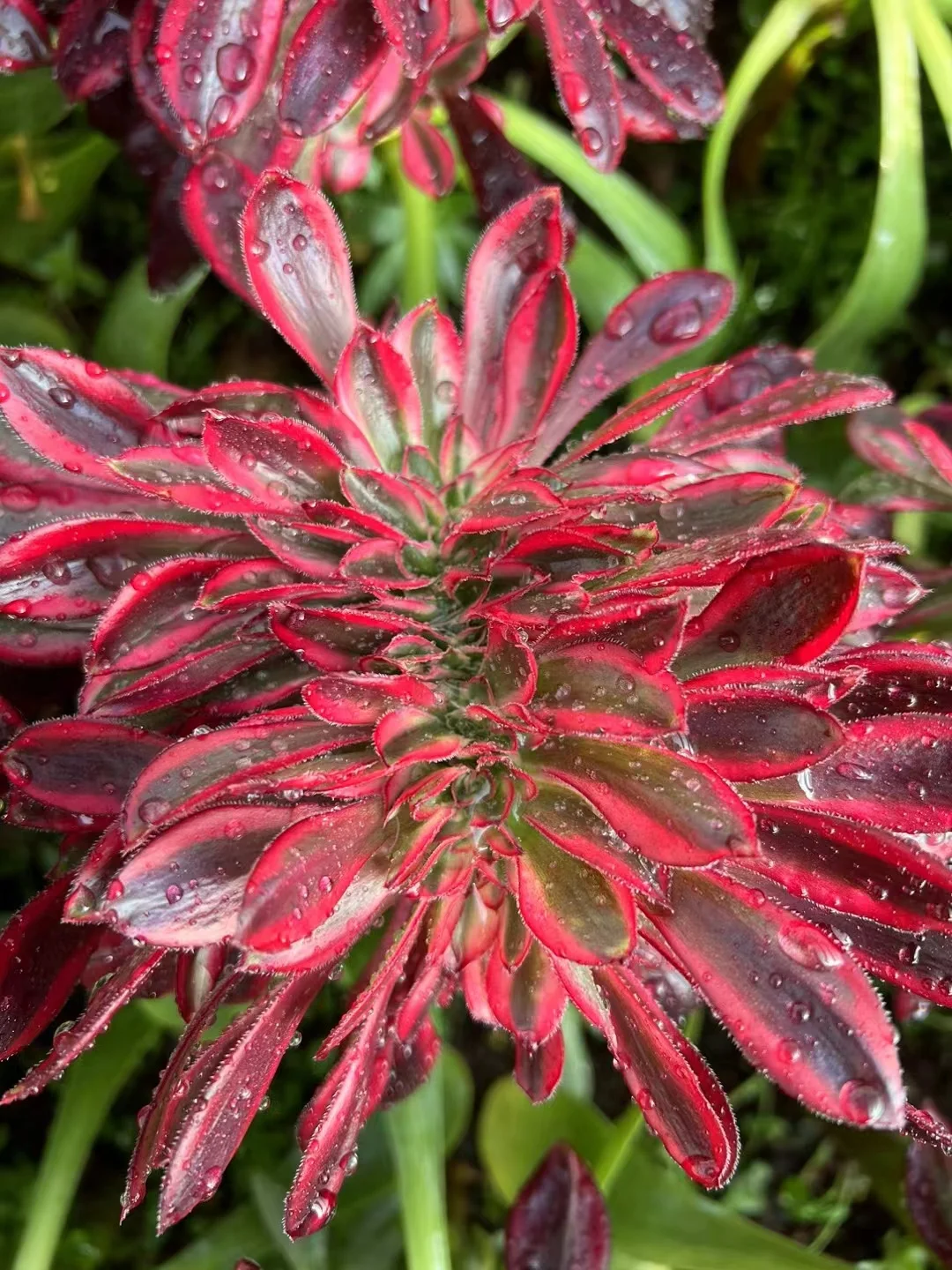 plant Aeonium Echeveria Haworthia  Caudex  Lithops Cactus  Agave 