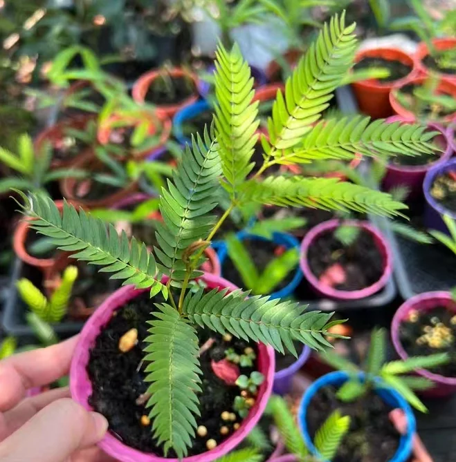 plant Aeonium Echeveria Haworthia  Caudex  Lithops Cactus  Agave 