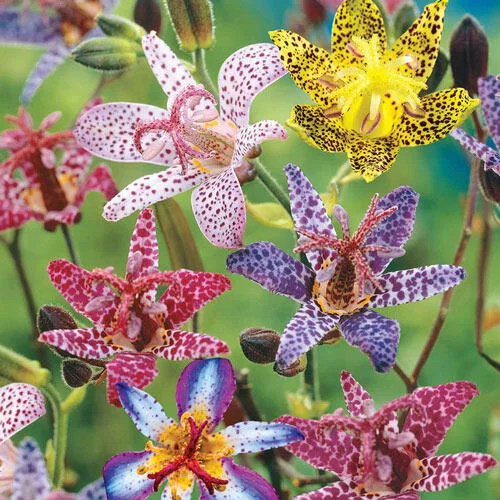 Deluxe Toad Lily Mixture