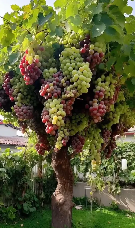 Giant Grape Tree Seeds: Thin-Skinned, Large, and Seedless 🍇🌿