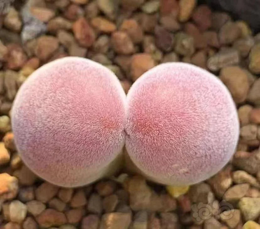 855.  Muiria Hortenseae single head / Lithops and Conophytum  /  Succulent plants / Garden landscape / Carefully select healthy plants