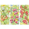 Bee-Snail-Berry-14CT Stamped Cross Stitch 44*32cm/17.32*12.6in