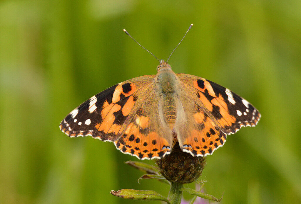 Painted Lady Butterfly Wildlife 12x8 inch print picture