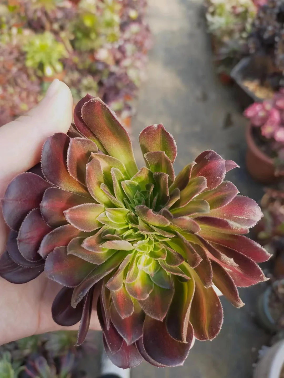 plant Aeonium Echeveria Haworthia  Caudex  Lithops Cactus  Agave 