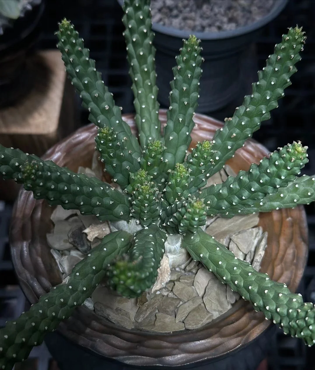 plant Aeonium Echeveria Haworthia  Caudex  Lithops Cactus  Agave 