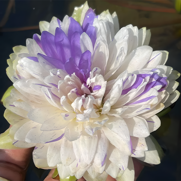 Two-Tone Water Lily Purple Star Jonyparkseed®